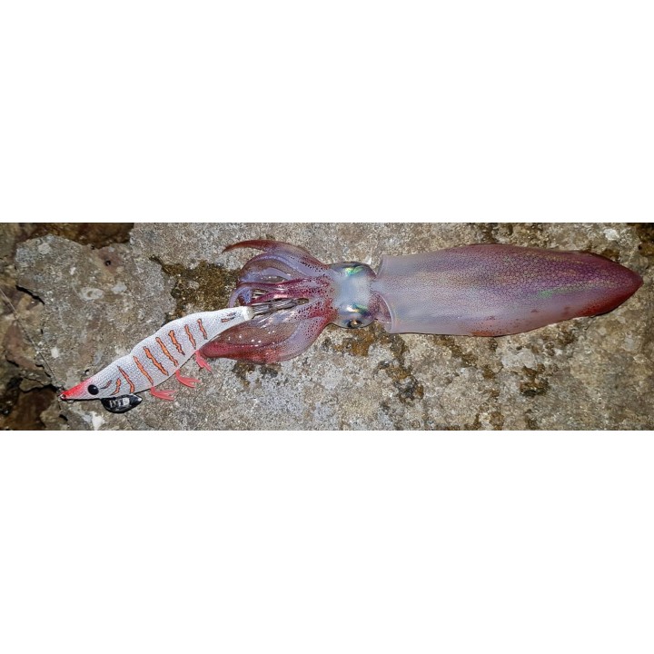 DTD GAMBERINO 3.0 lueur bleue