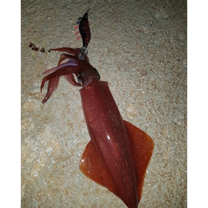 DTD RED SHRIMP  glow ROJO