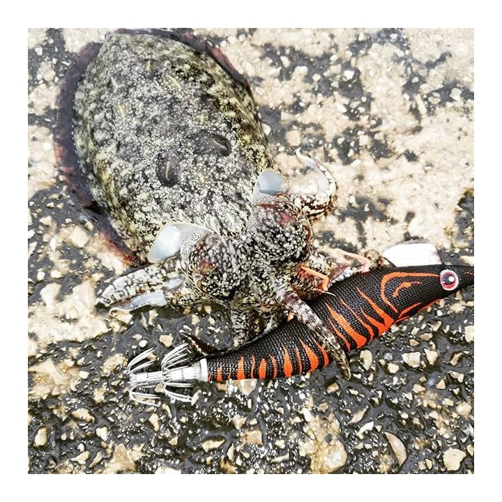 DTD RED SHRIMP  glow ROJO