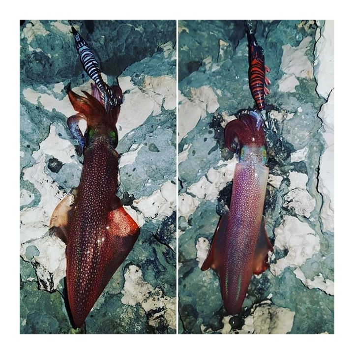 DTD RED SHRIMP  glow ROJO