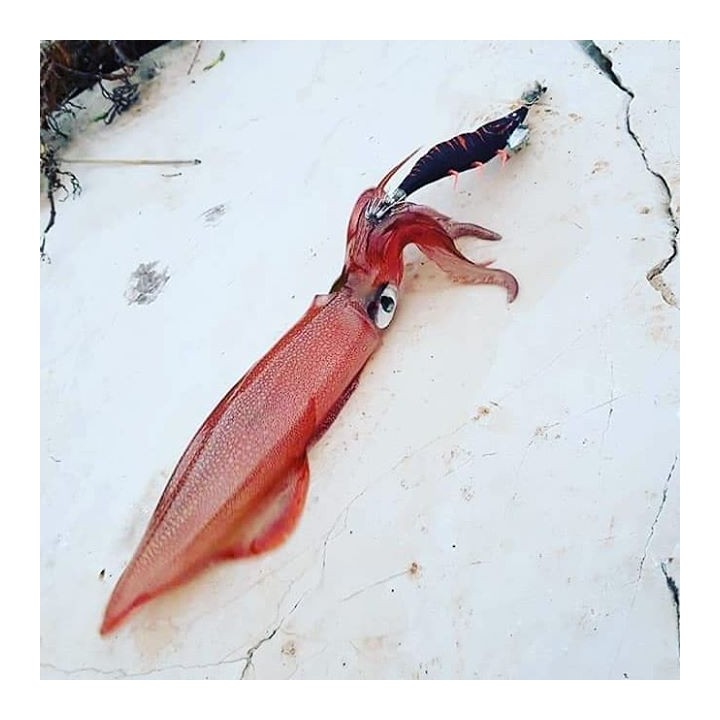 DTD RED SHRIMP  glow ROJO