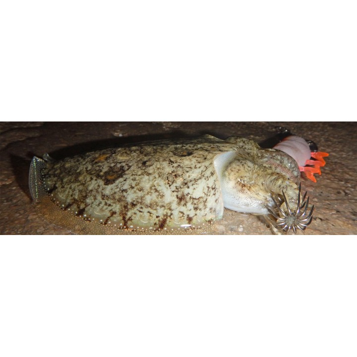 DTD RED SHRIMP  glow ROJO