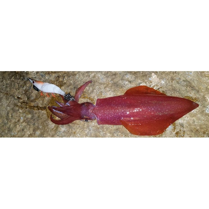 DTD RED SHRIMP  glow ROJO