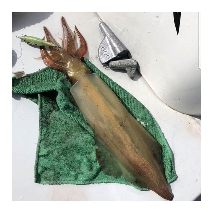 Dtd WOUNDED FISH 2.5 ferido e realista