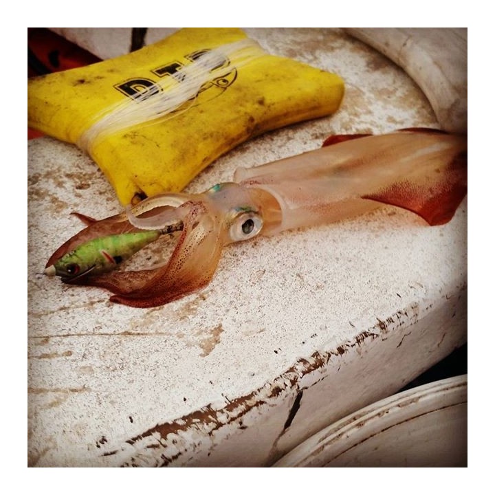 Dtd WOUNDED FISH 2.5 verwundet & realistisch