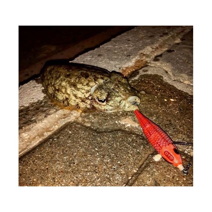 Dtd ARBUN 2.5  pargo