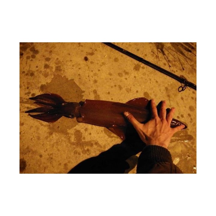 Dtd ARBUN 2.5  pargo