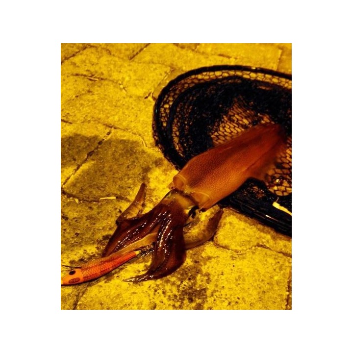 Dtd ARBUN 2.5  pargo