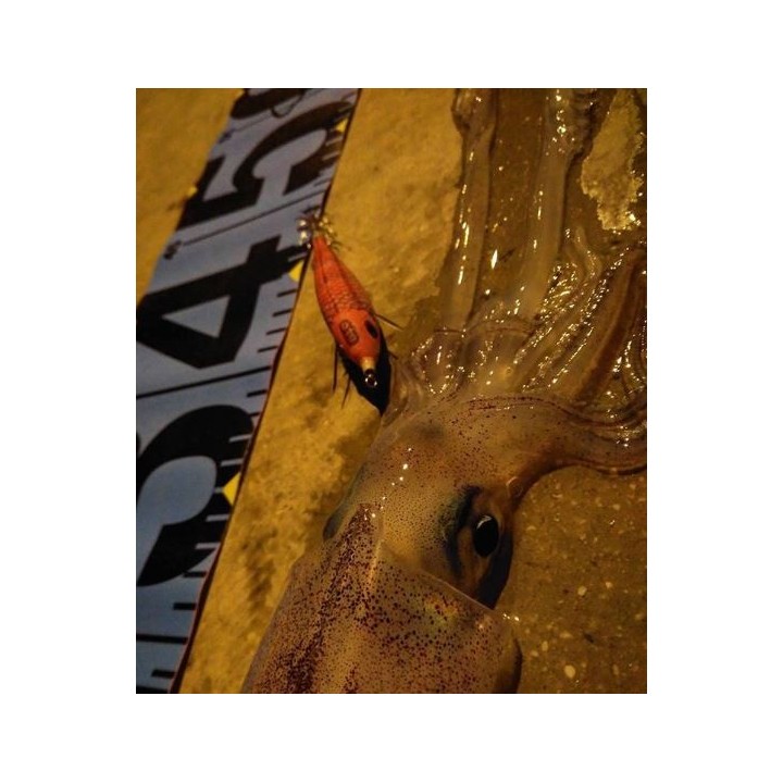 Dtd ARBUN 2.5  pargo