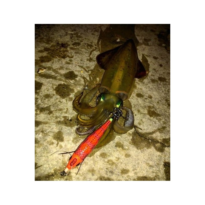 Dtd ARBUN 2.5  pargo