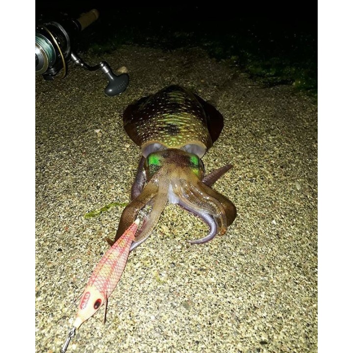 Dtd ARBUN 2.5  pargo