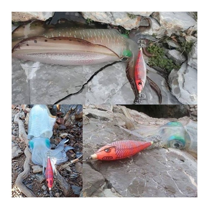 Dtd ARBUN 2.5  pargo