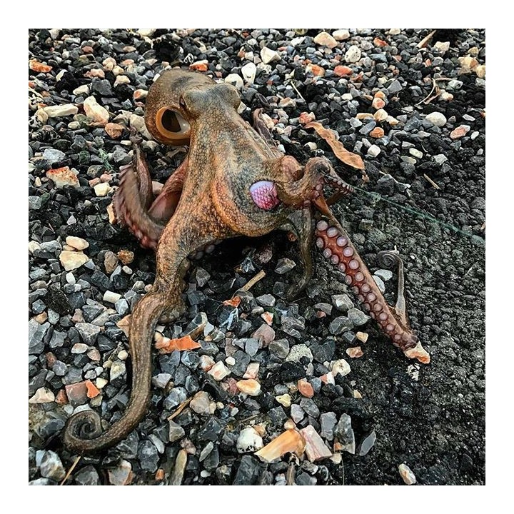 Dtd ARBUN 2.5  pargo