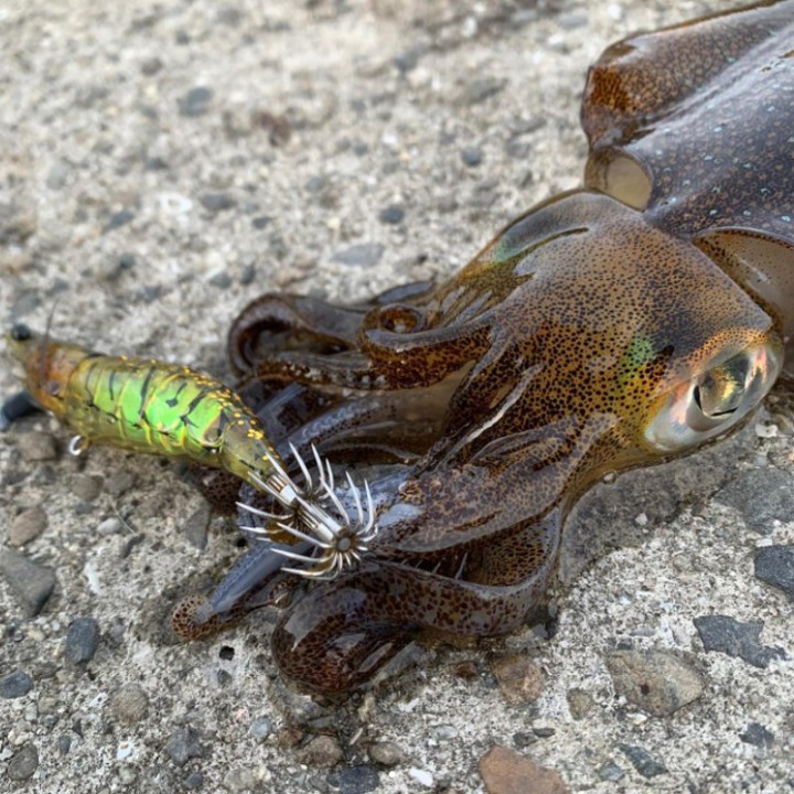 Little Jack Onliest CEFALÓPODES E PEIXES