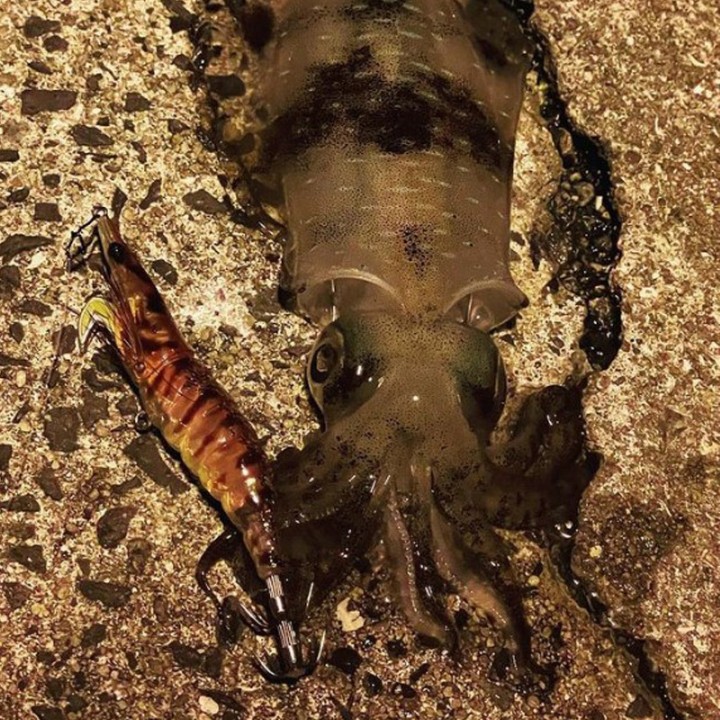 Little Jack Onliest CEFALOPODOS Y PESCADO