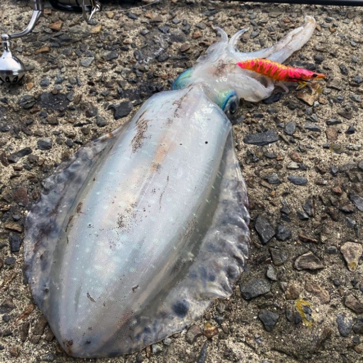 Little Jack Onliest Kopffüßer und Fische