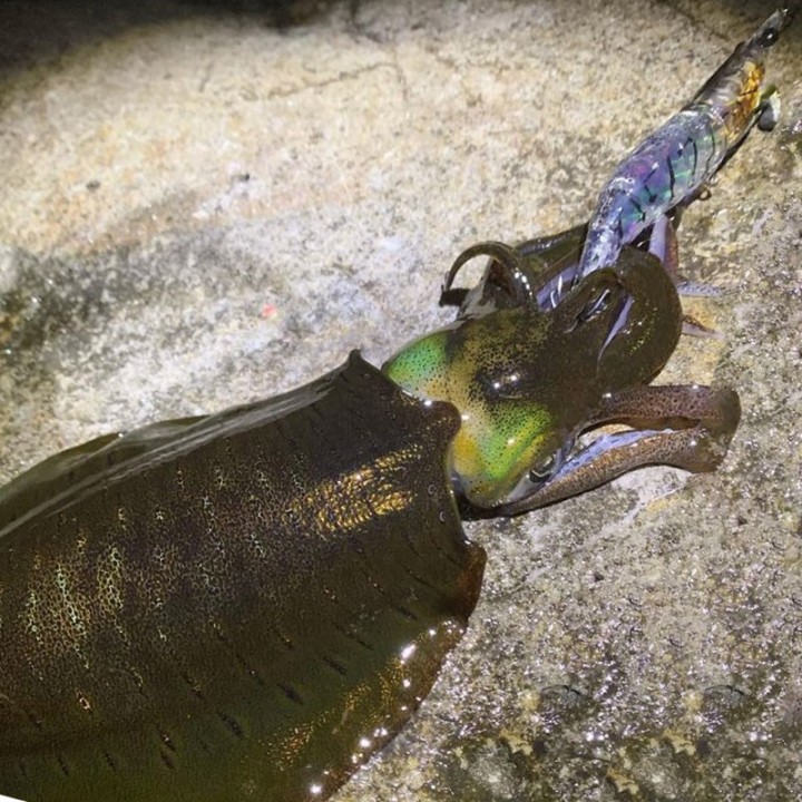 Little Jack Onliest Kopffüßer und Fische