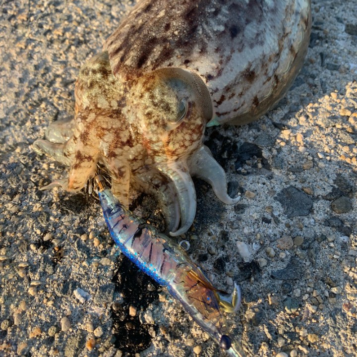 Little Jack Onliest Kopffüßer und Fische