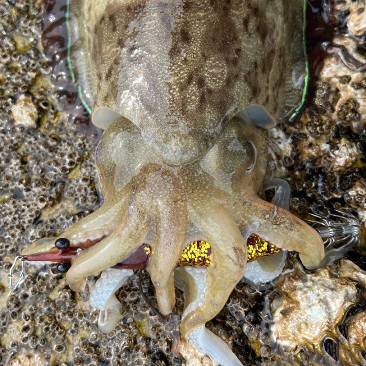 Little Jack Onliest CEPHALOPODS AND FISH