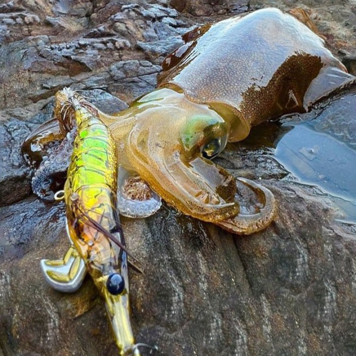 Little Jack Onliest CEFALOPODOS Y PESCADO