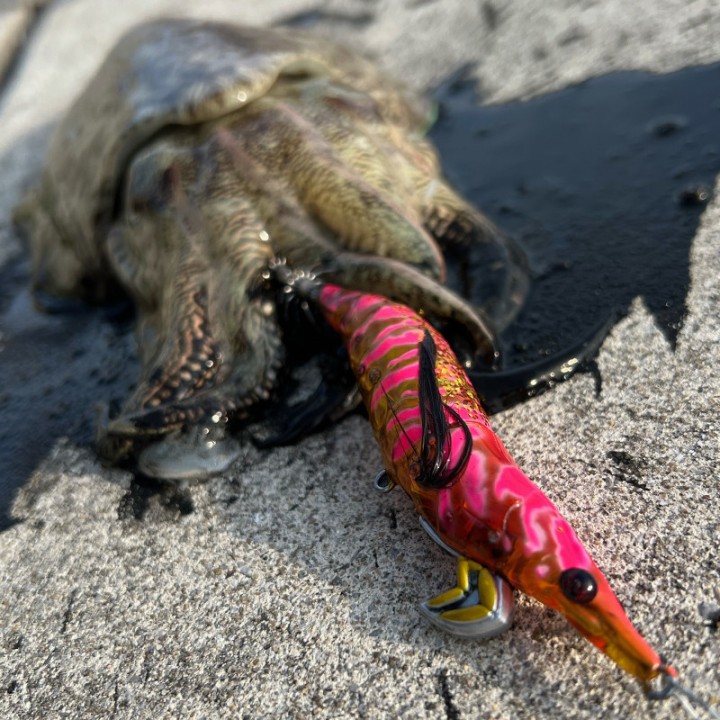 Little Jack Onliest CEPHALOPODS AND FISH