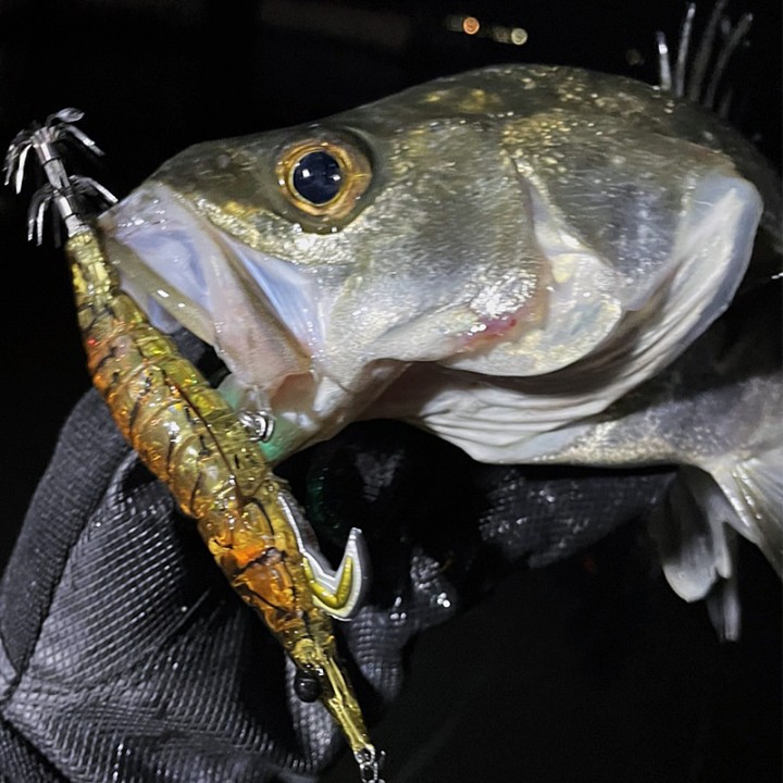 Little Jack Onliest CEFALOPODOS Y PESCADO