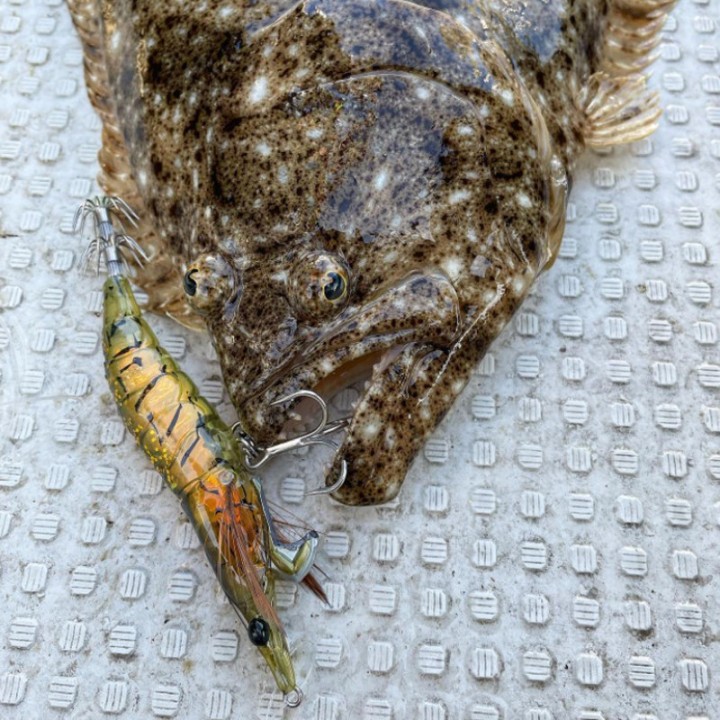 Little Jack Onliest Kopffüßer und Fische