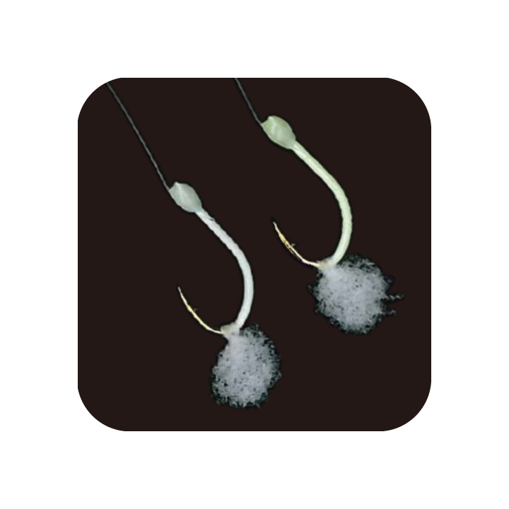 EX016 – Sabiki leuchtendes Plankton