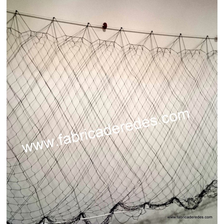 Trammel lobster 3 raisins