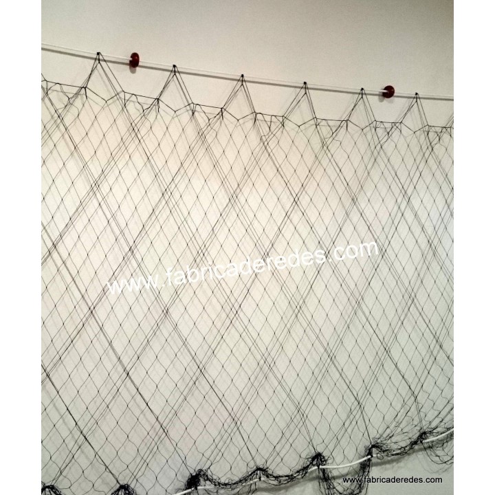 Trammel lobster 3 raisins