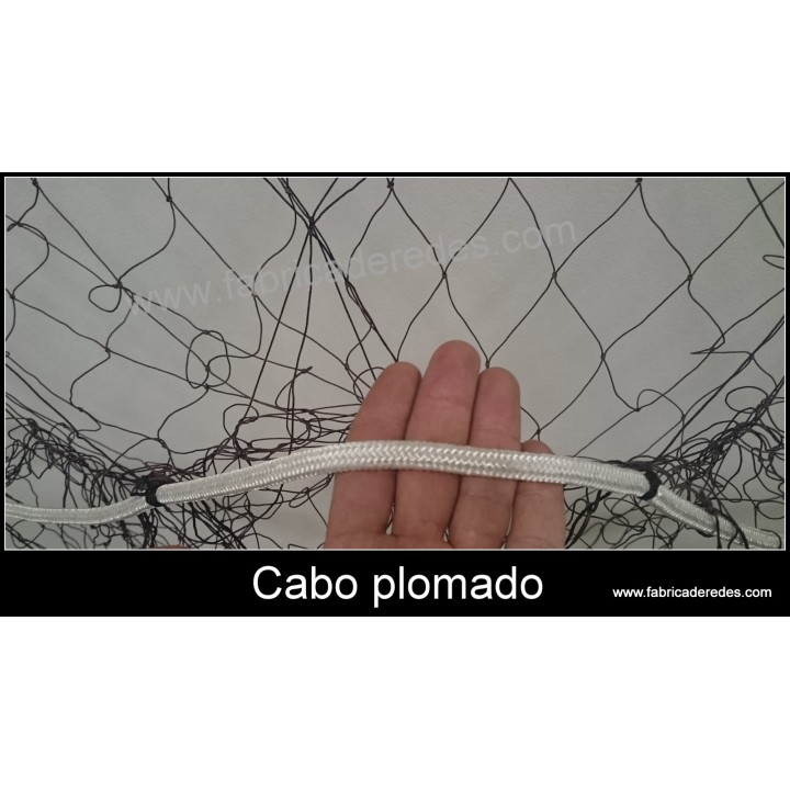 Trammel lobster 3 raisins