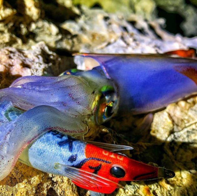 Calamar pescado con X EGI DTD